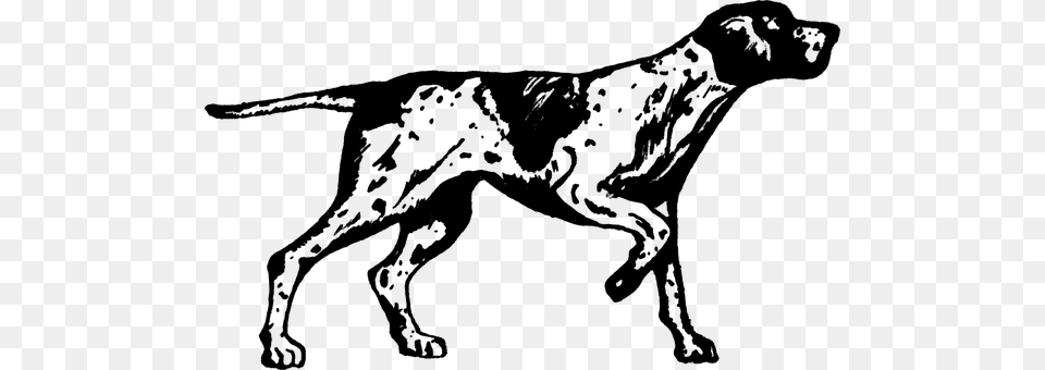 Dog Gray Png Image