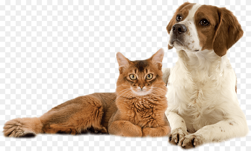 Dog, Animal, Canine, Cat, Mammal Free Transparent Png