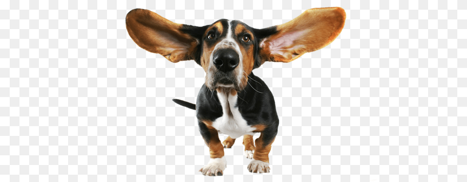 Dog, Animal, Canine, Hound, Mammal Free Transparent Png