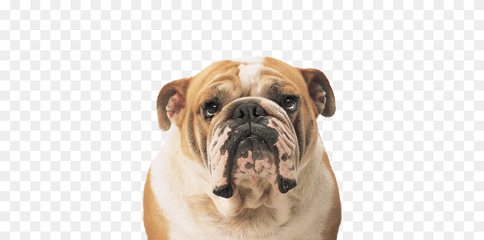 Dog, Animal, Bulldog, Canine, Mammal Png