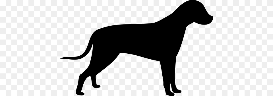 Dog Gray Png