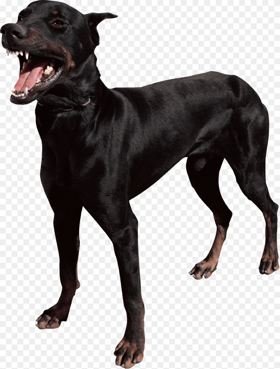 Dog, Animal, Canine, Mammal, Pet Free Transparent Png