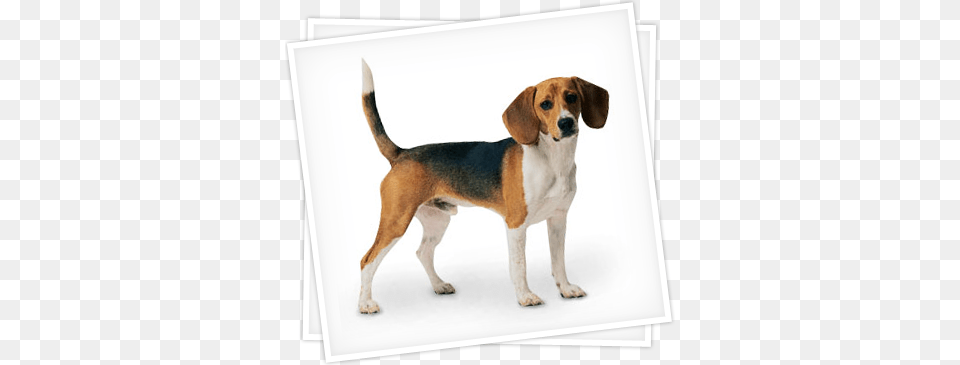 Dog, Animal, Beagle, Canine, Hound Png Image