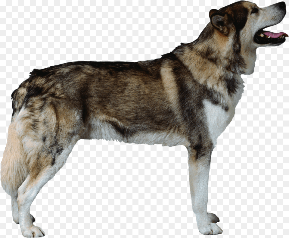 Dog, Animal, Canine, Husky, Mammal Png Image