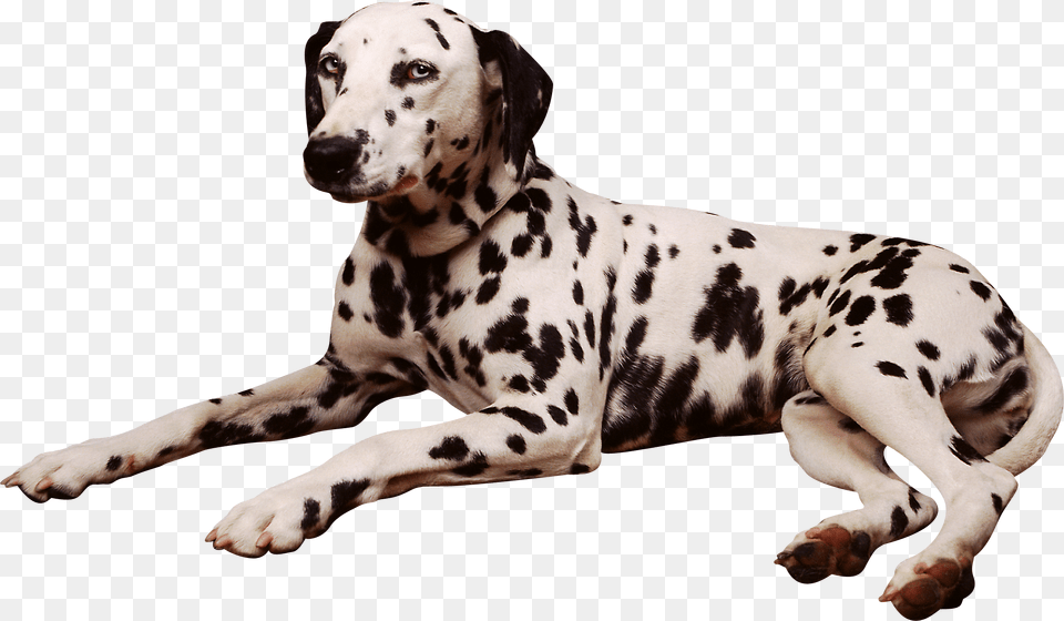 Dog, Animal, Canine, Mammal, Pet Free Png