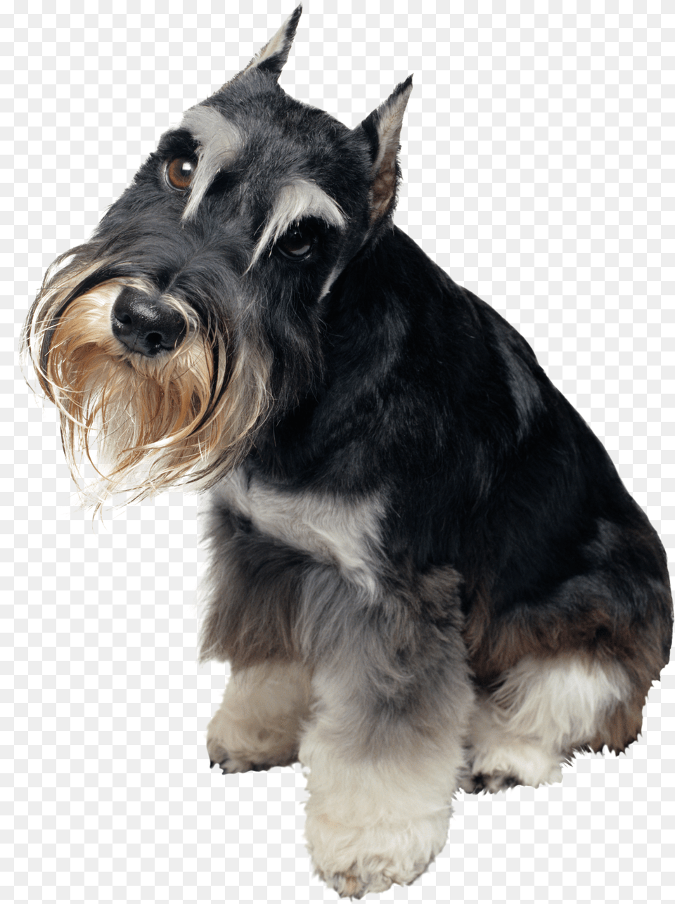 Dog, Animal, Canine, Mammal, Pet Free Png