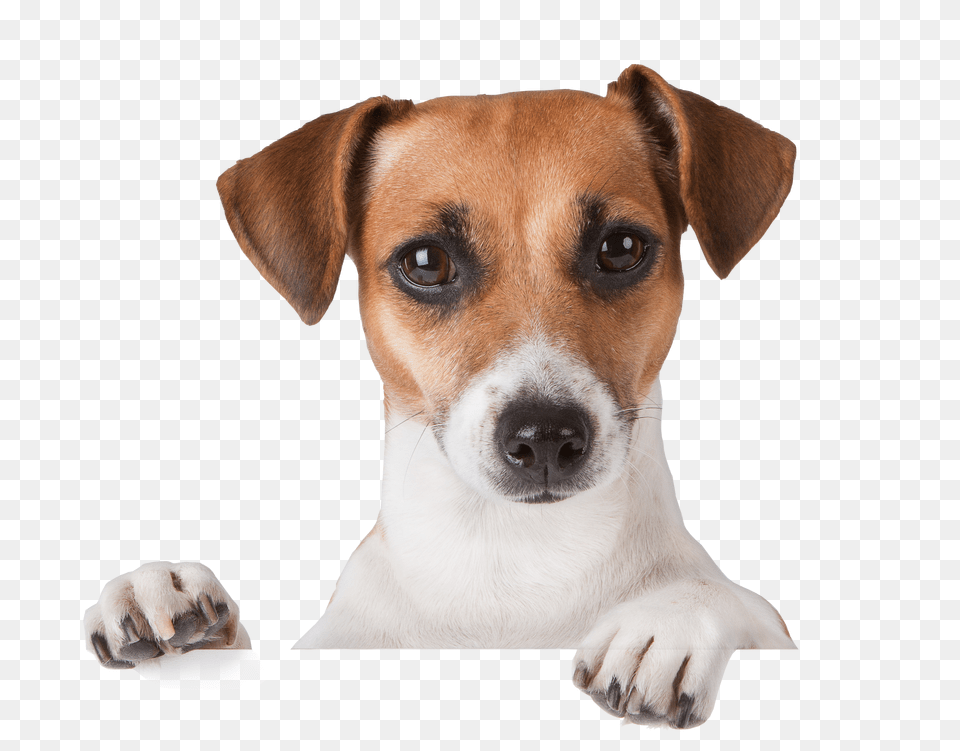 Dog, Animal, Canine, Mammal, Pet Free Png