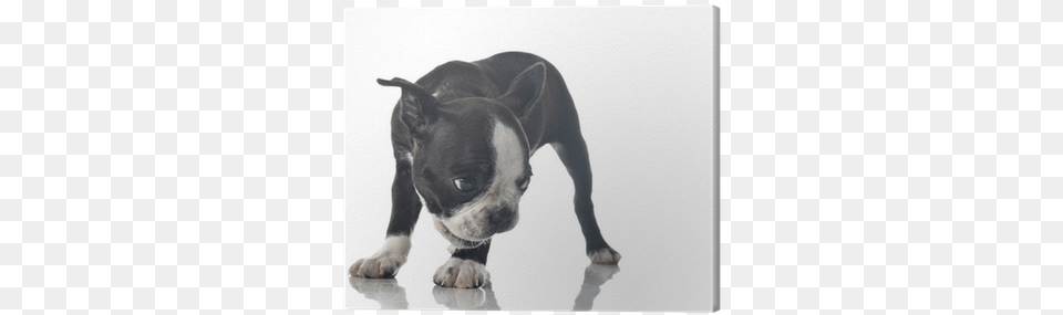 Dog, Animal, Bulldog, Canine, Mammal Free Png