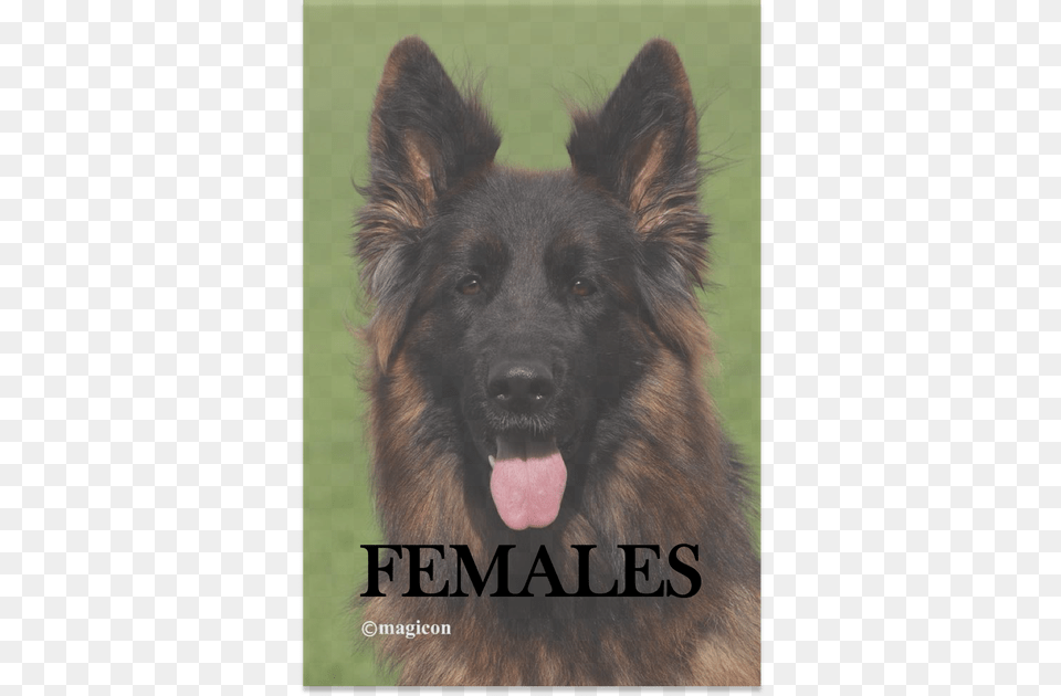 Dog, Animal, Canine, German Shepherd, Mammal Free Png Download