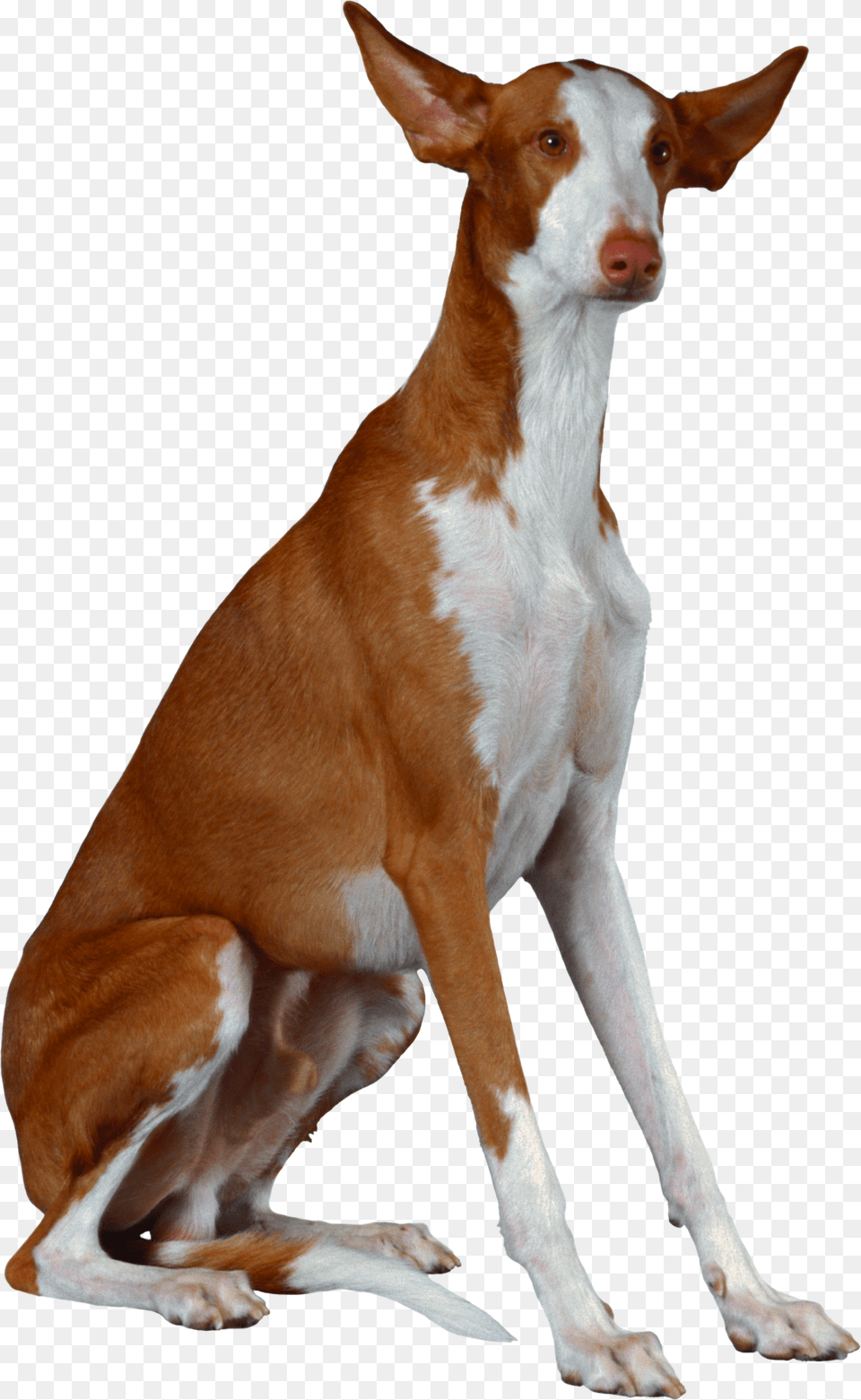 Dog, Animal, Canine, Mammal, Pet Png Image