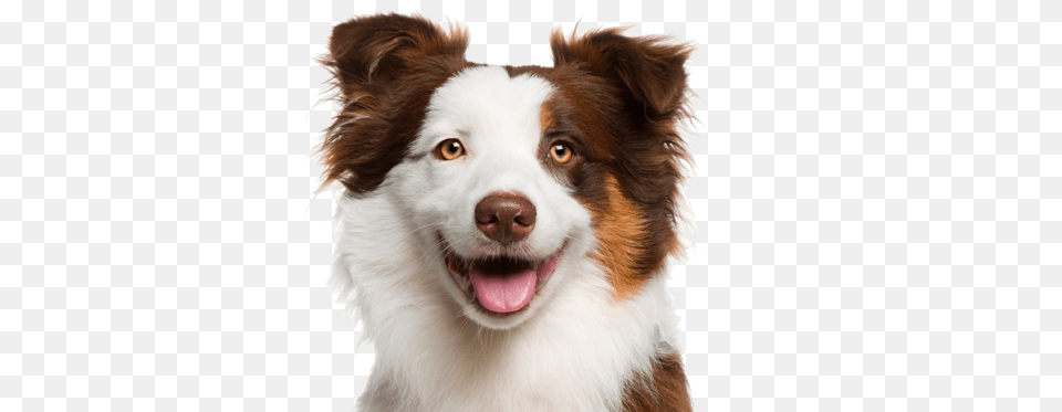Dog, Animal, Canine, Mammal, Pet Png Image