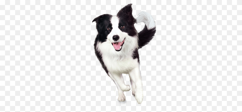 Dog, Animal, Canine, Mammal, Pet Free Transparent Png