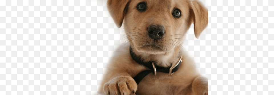 Dog, Animal, Canine, Mammal, Pet Free Png Download