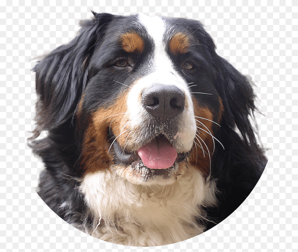 Dog Png Image