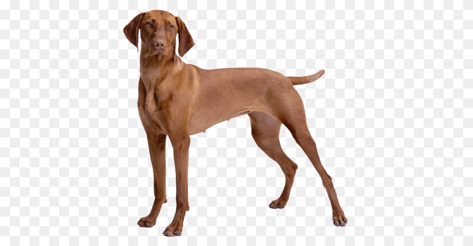 Dog, Animal, Canine, Mammal, Pet Png Image