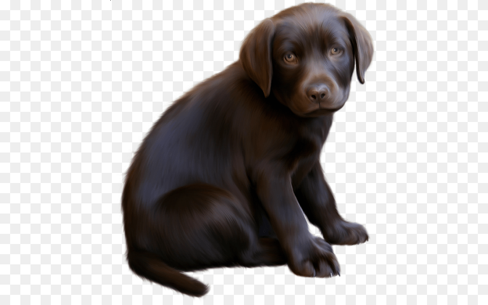 Dog, Animal, Canine, Labrador Retriever, Mammal Free Png