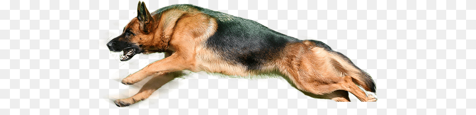 Dog, Animal, Canine, German Shepherd, Mammal Png Image