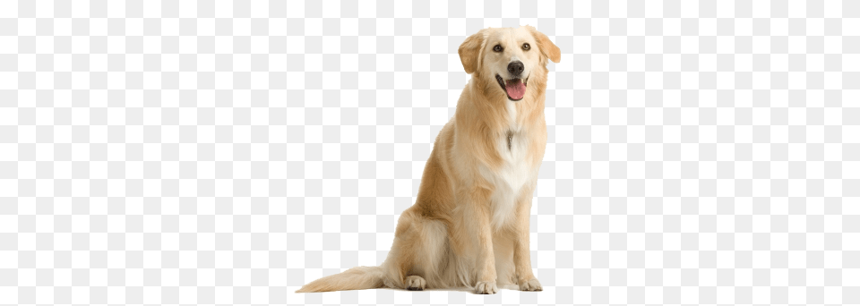 Dog, Animal, Canine, Golden Retriever, Mammal Png