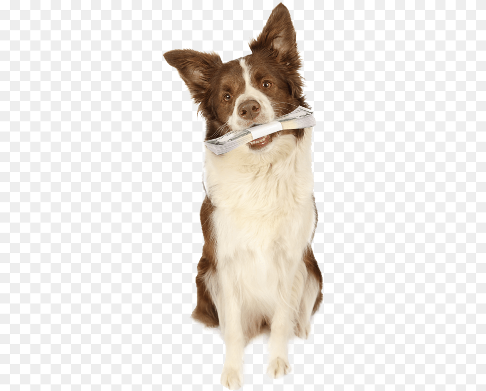 Dog, Animal, Pet, Mammal, Canine Free Transparent Png