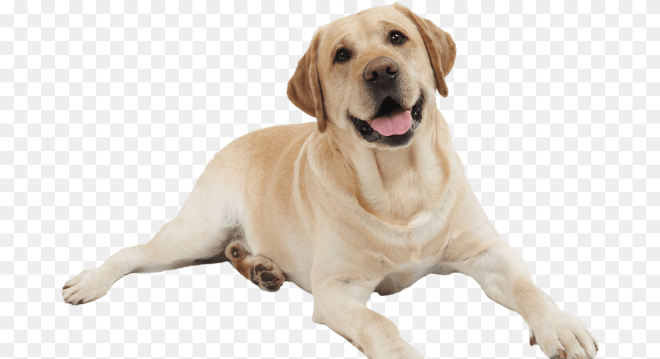 Dog, Animal, Canine, Labrador Retriever, Mammal Free Png