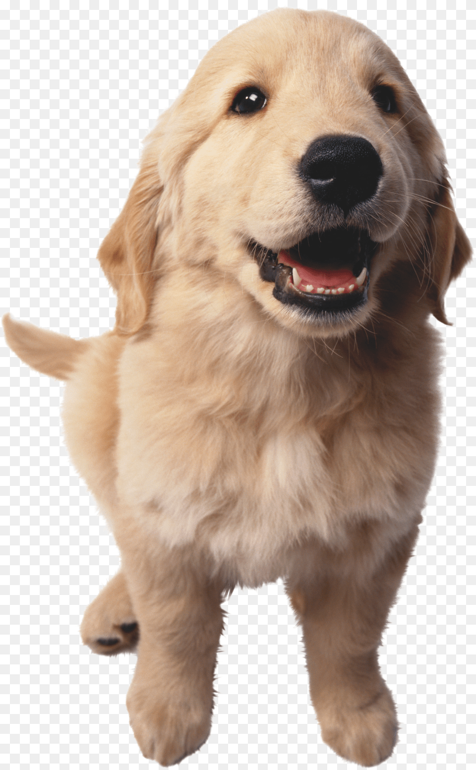 Dog Png