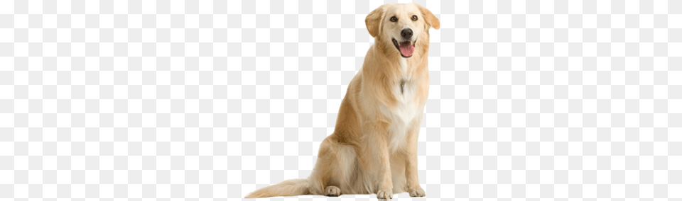 Dog, Animal, Canine, Golden Retriever, Mammal Free Png