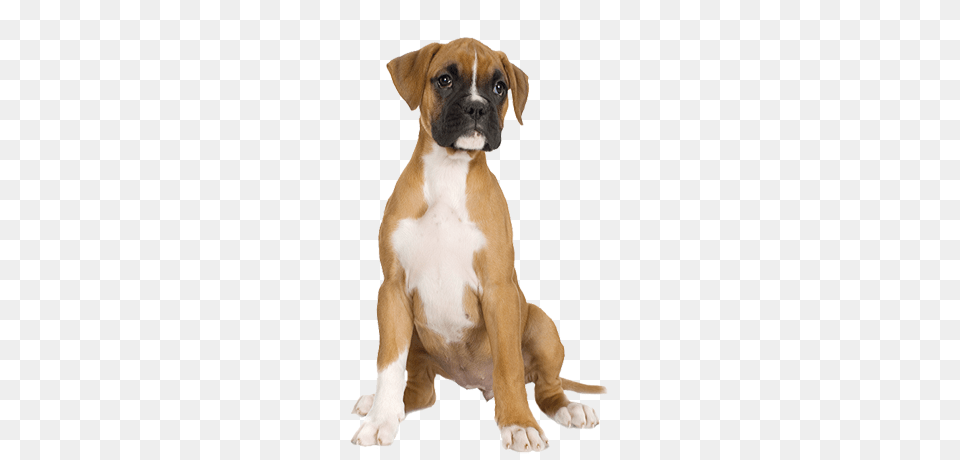 Dog, Animal, Boxer, Bulldog, Canine Free Png Download