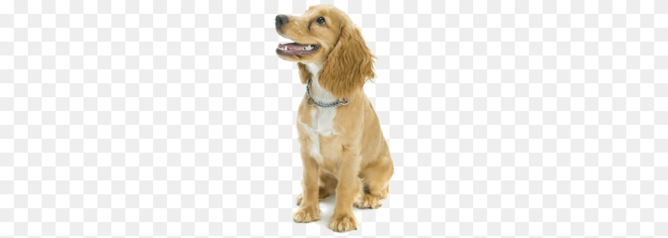 Dog, Animal, Canine, Mammal, Pet Free Png Download