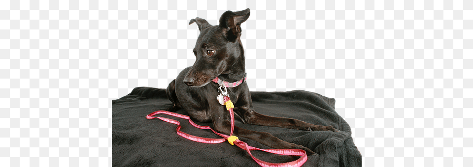 Dog Accessories, Strap, Leash, Animal Free Transparent Png