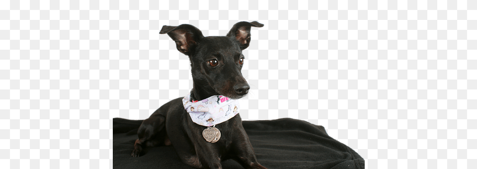 Dog Accessories, Strap, Animal, Canine Png Image