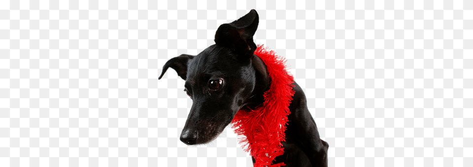 Dog Accessories, Animal, Canine, Mammal Free Png Download