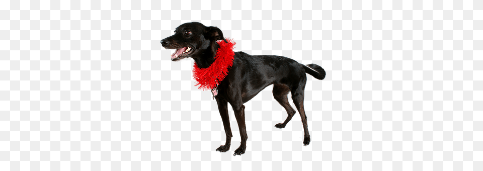 Dog Accessories, Animal, Canine, Mammal Png