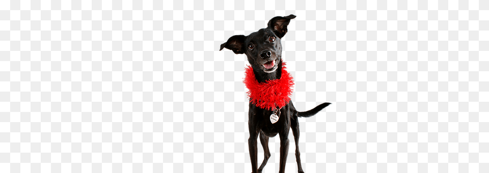 Dog Accessories, Animal, Canine, Mammal Free Png Download