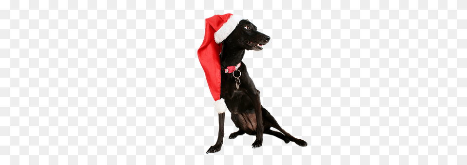 Dog Animal, Canine, Mammal, Pet Free Png