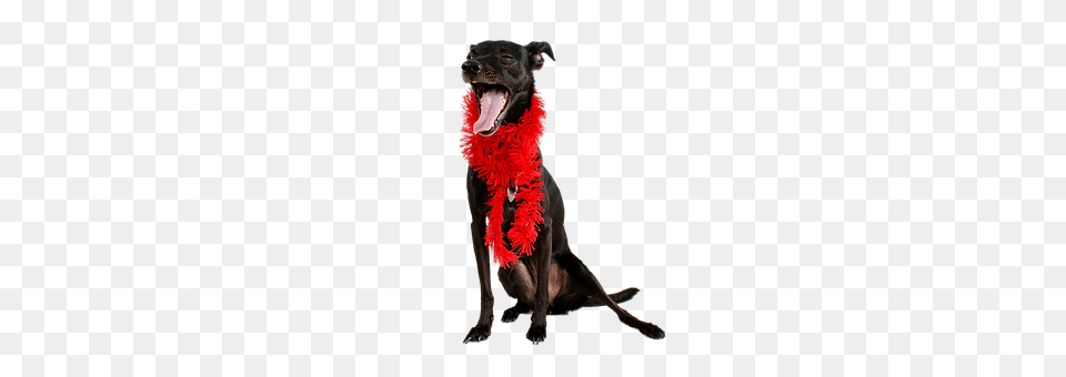 Dog Accessories, Animal, Canine, Mammal Png