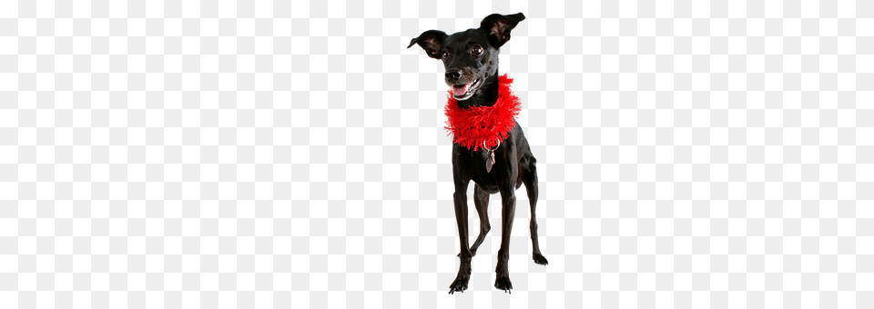 Dog Accessories, Animal, Canine, Mammal Free Png Download