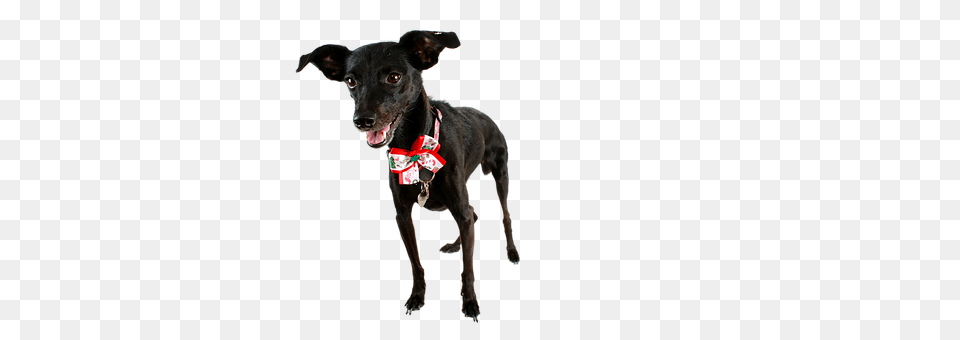 Dog Accessories, Animal, Canine, Mammal Free Png