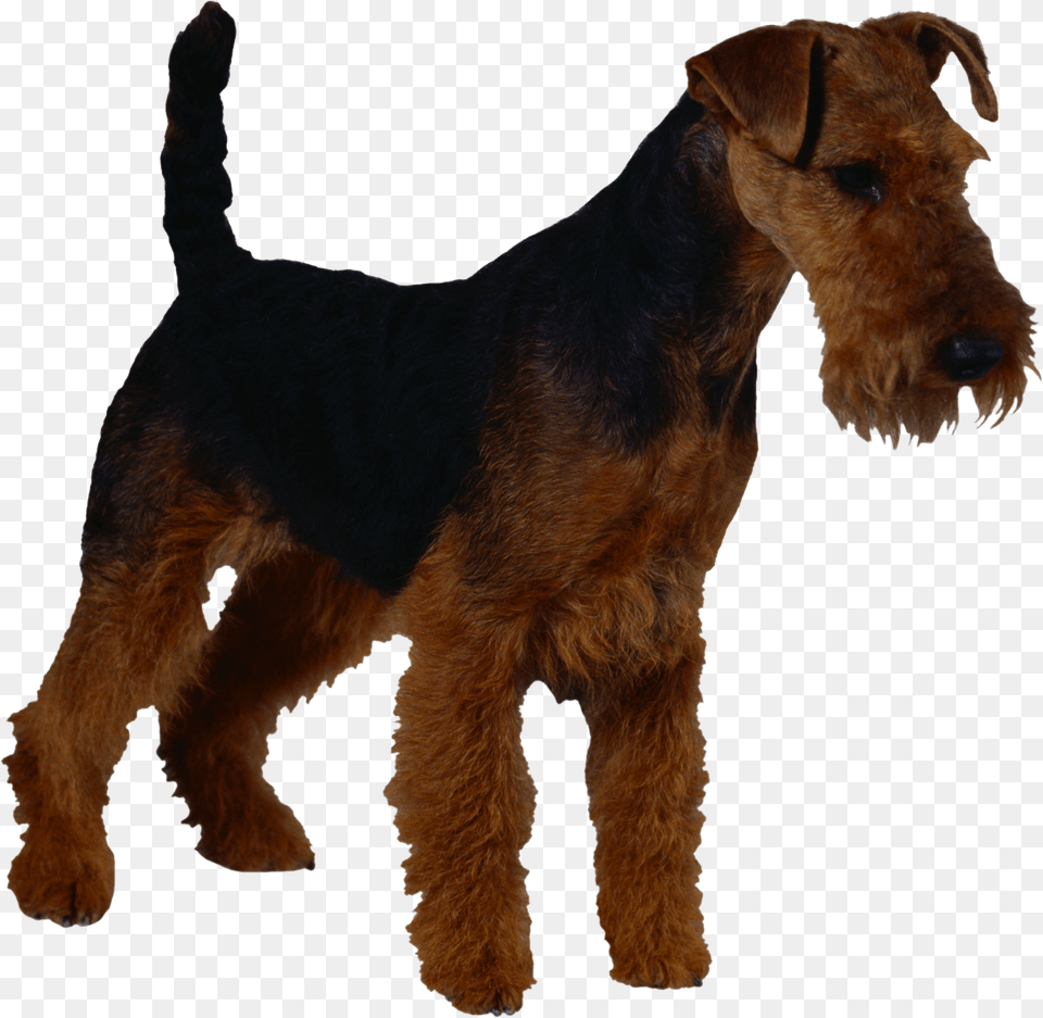 Dog, Animal, Canine, Mammal, Pet Free Transparent Png