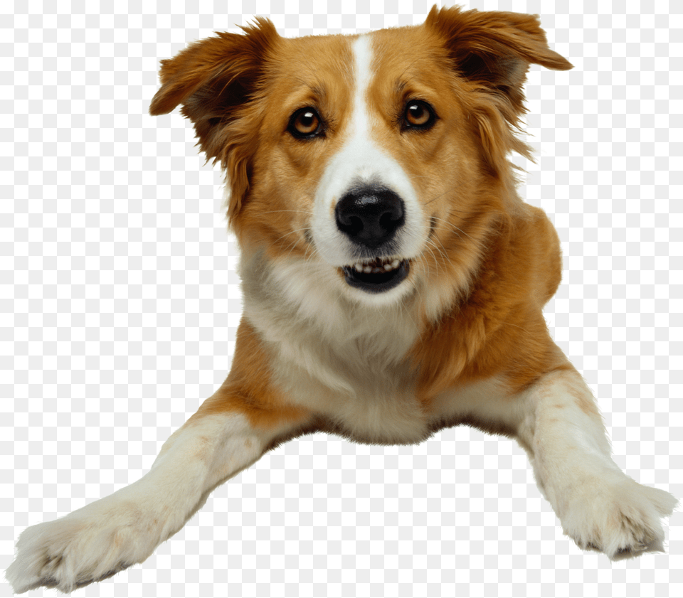 Dog, Animal, Canine, Mammal, Pet Png Image