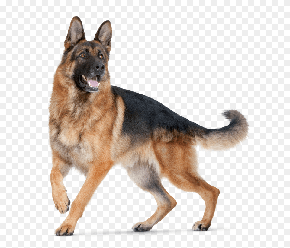 Dog, Animal, Canine, German Shepherd, Mammal Png Image