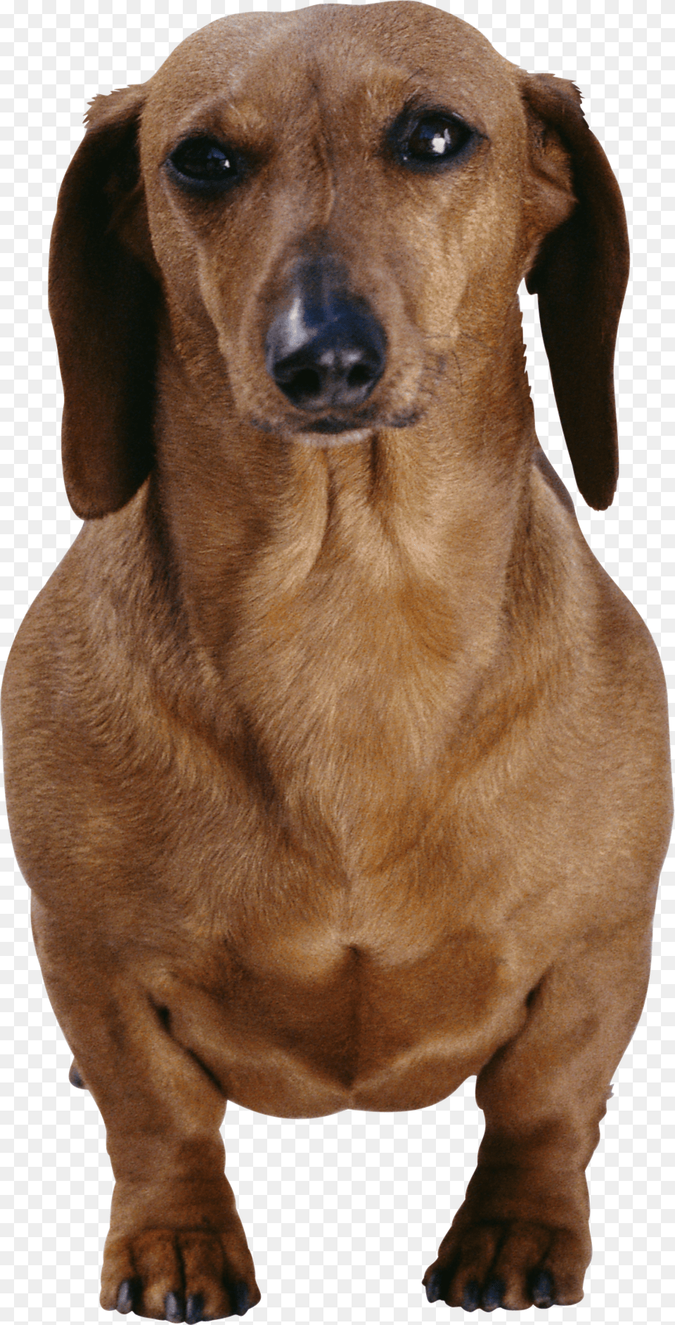 Dog Free Transparent Png