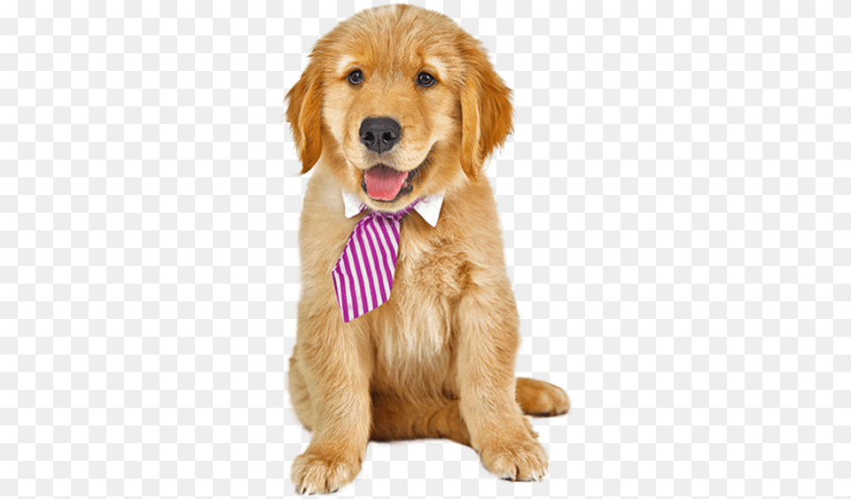 Dog, Accessories, Pet, Mammal, Golden Retriever Free Png