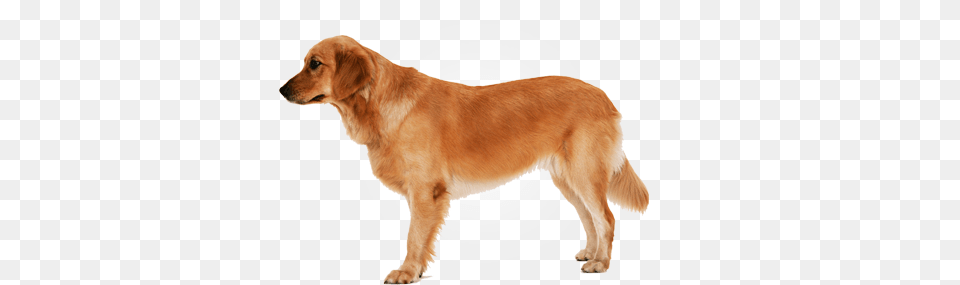 Dog, Animal, Canine, Golden Retriever, Mammal Free Png Download