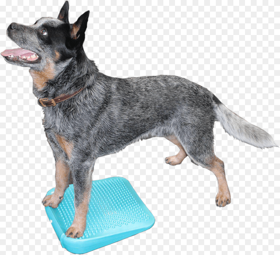 Dog Free Png Download