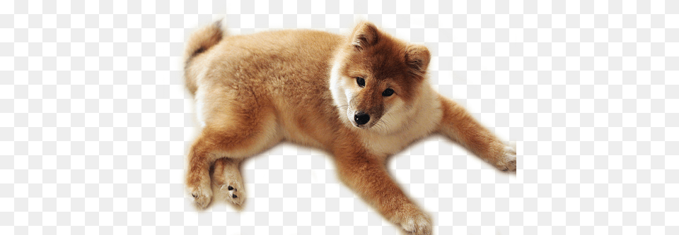 Dog, Animal, Canine, Mammal, Pet Free Png