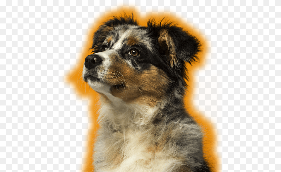 Dog, Animal, Canine, Mammal, Pet Free Transparent Png