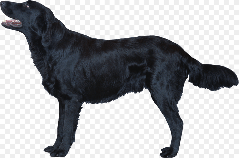 Dog, Animal, Canine, Labrador Retriever, Mammal Png