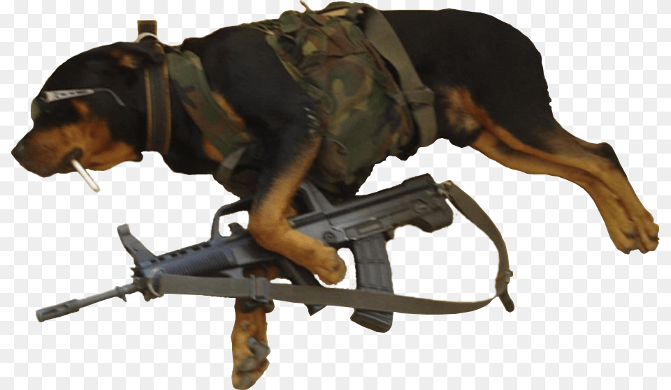 Dog, Weapon, Rifle, Gun, Firearm Free Png Download