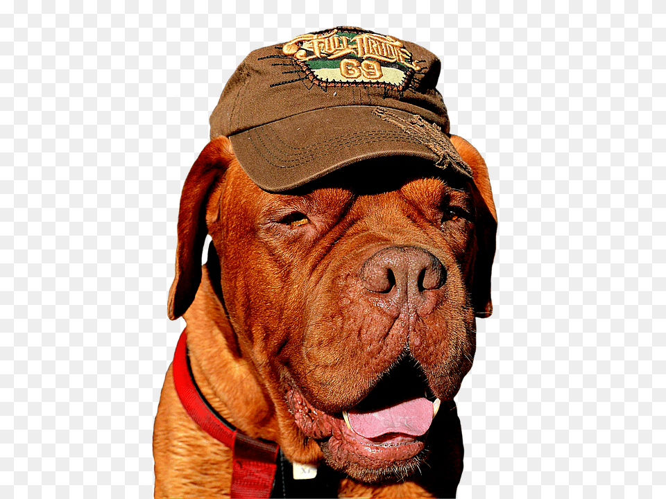 Dog Clothing, Baseball Cap, Cap, Hat Free Png Download