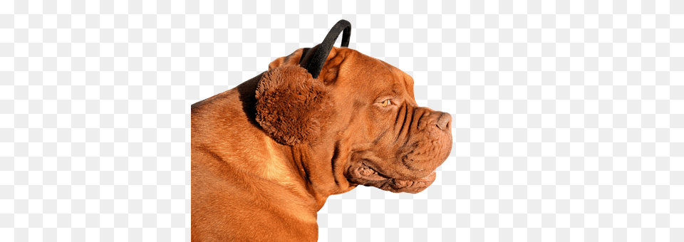 Dog Animal, Boxer, Bulldog, Canine Free Transparent Png